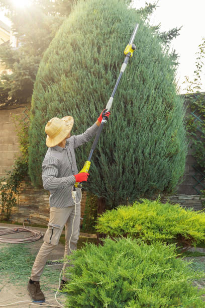 How Our Tree Care Process Works  in  Plattsburgh West, NY